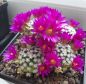 Preview: Mammillaria hernandezii